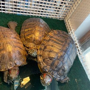 Meet your Posher, Jenn